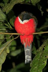 Collared Trogon